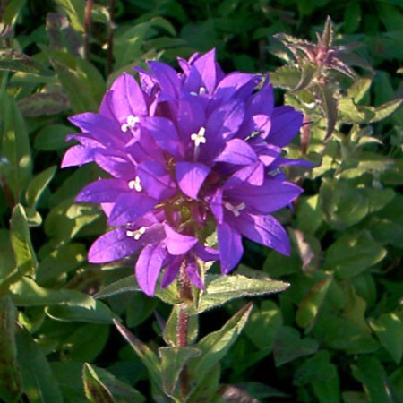 Campanule "Superba" - Superbe variété avec ses fleurs en clochette en bouquet coupé
